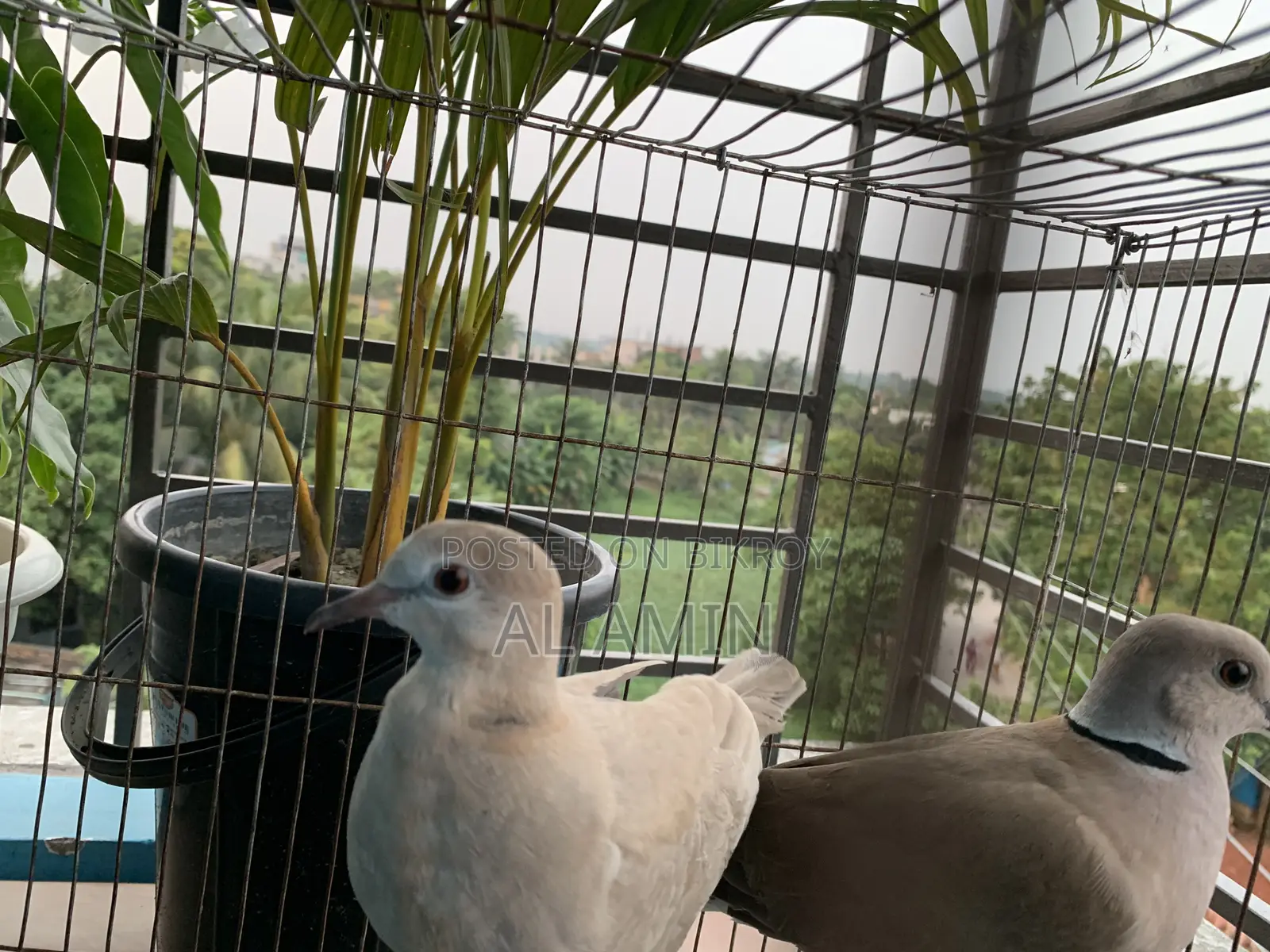 Australian GuGu
