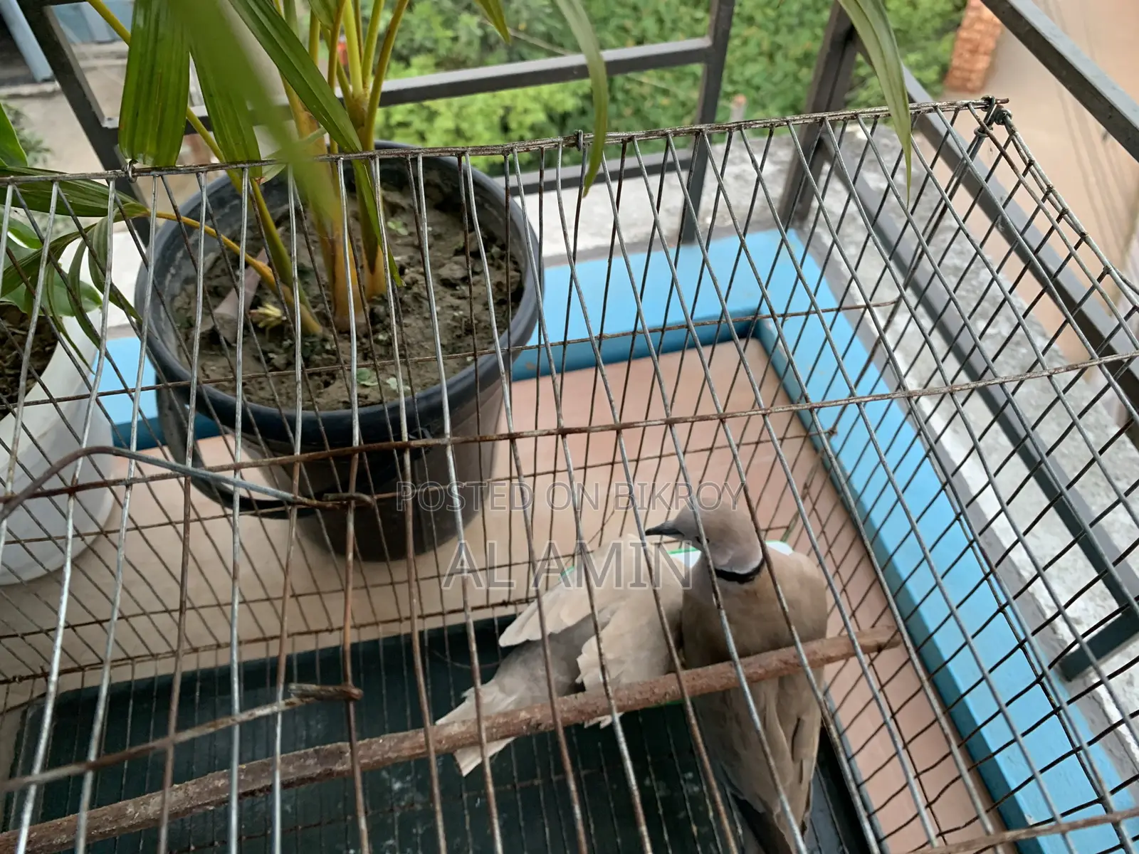 Australian GuGu