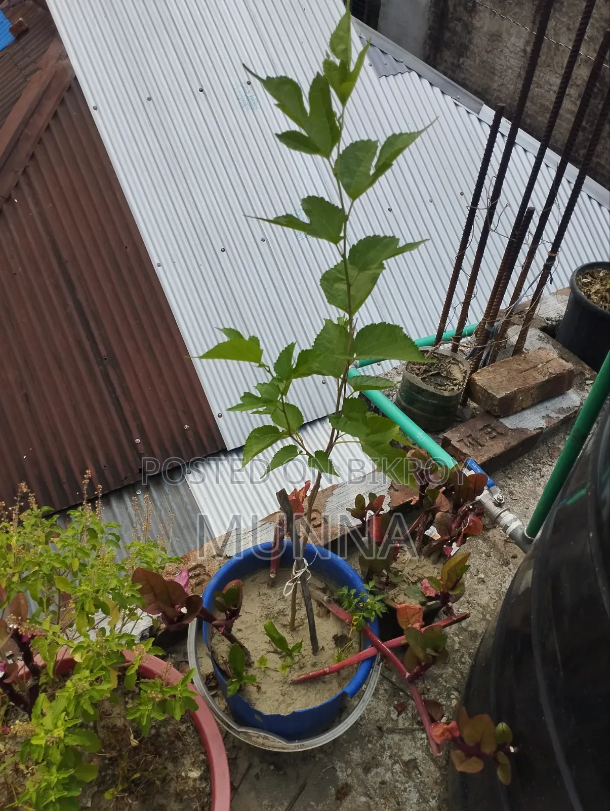 Mulberry Tree.