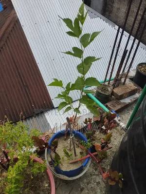 Mulberry Tree.