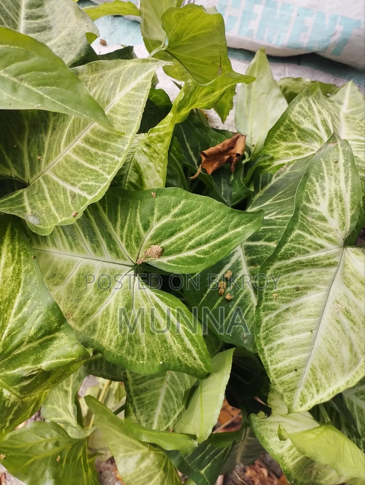 Indoor Plant.