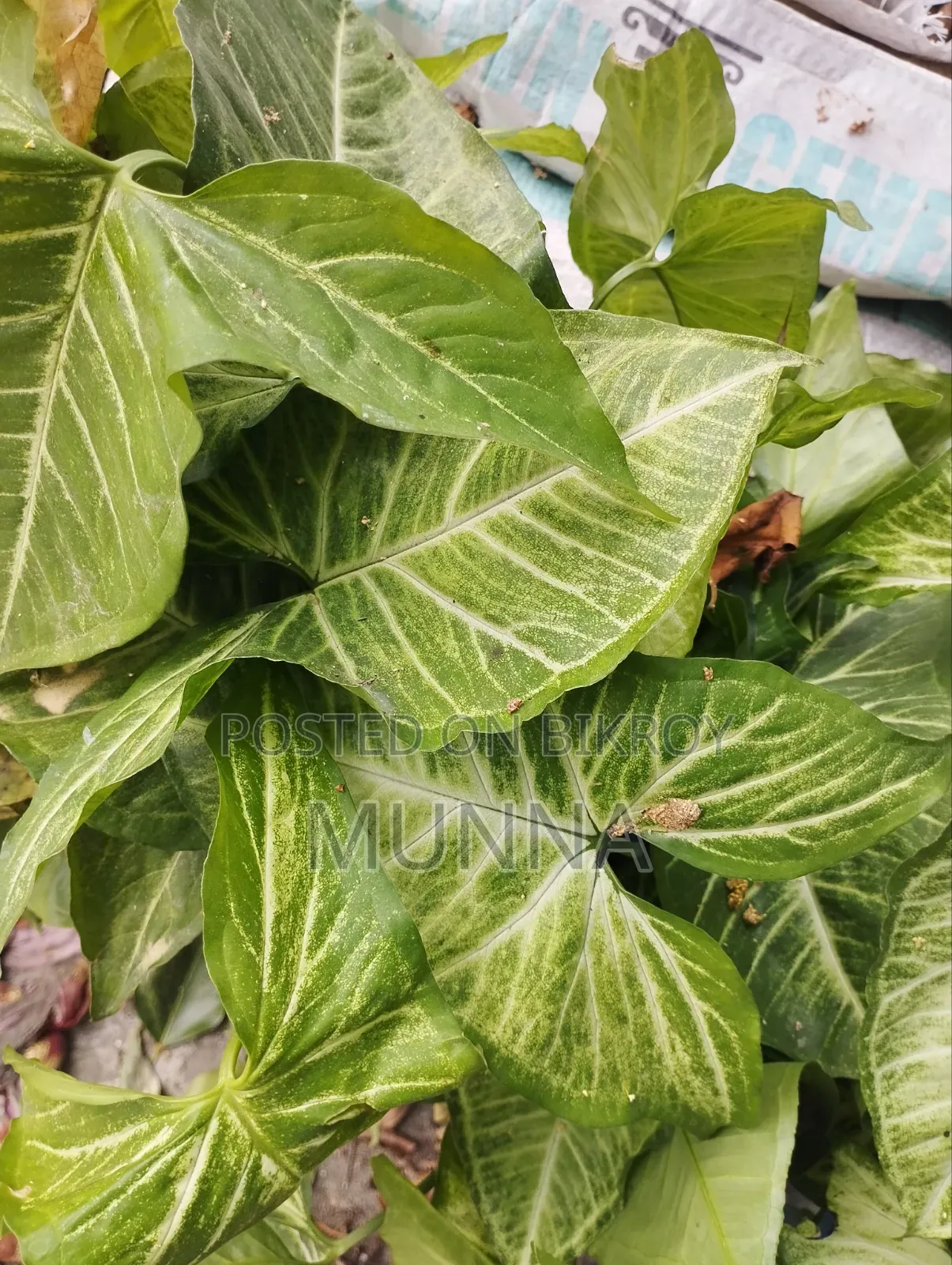 Indoor Plant.