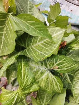 Indoor Plant.