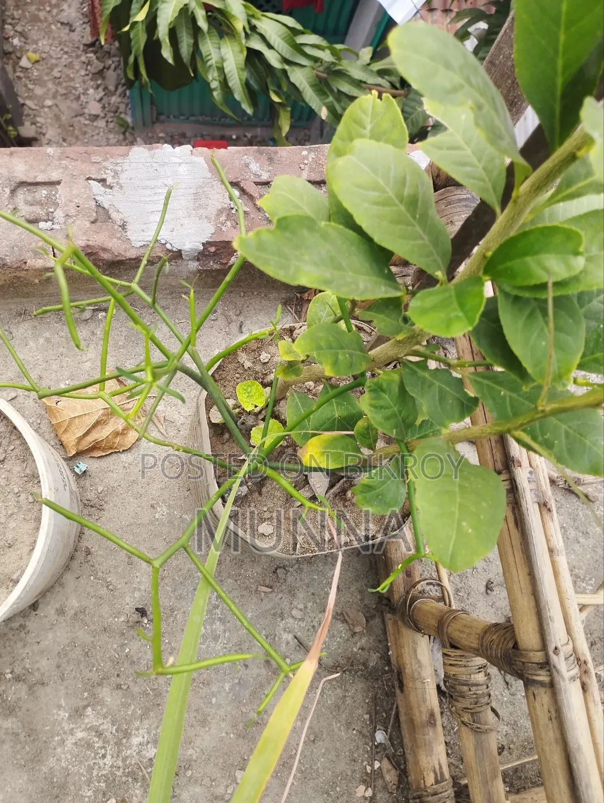 Indoor Plant.