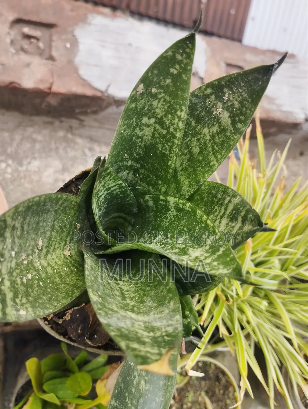 Snake Plant.