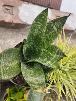 Snake Plant.