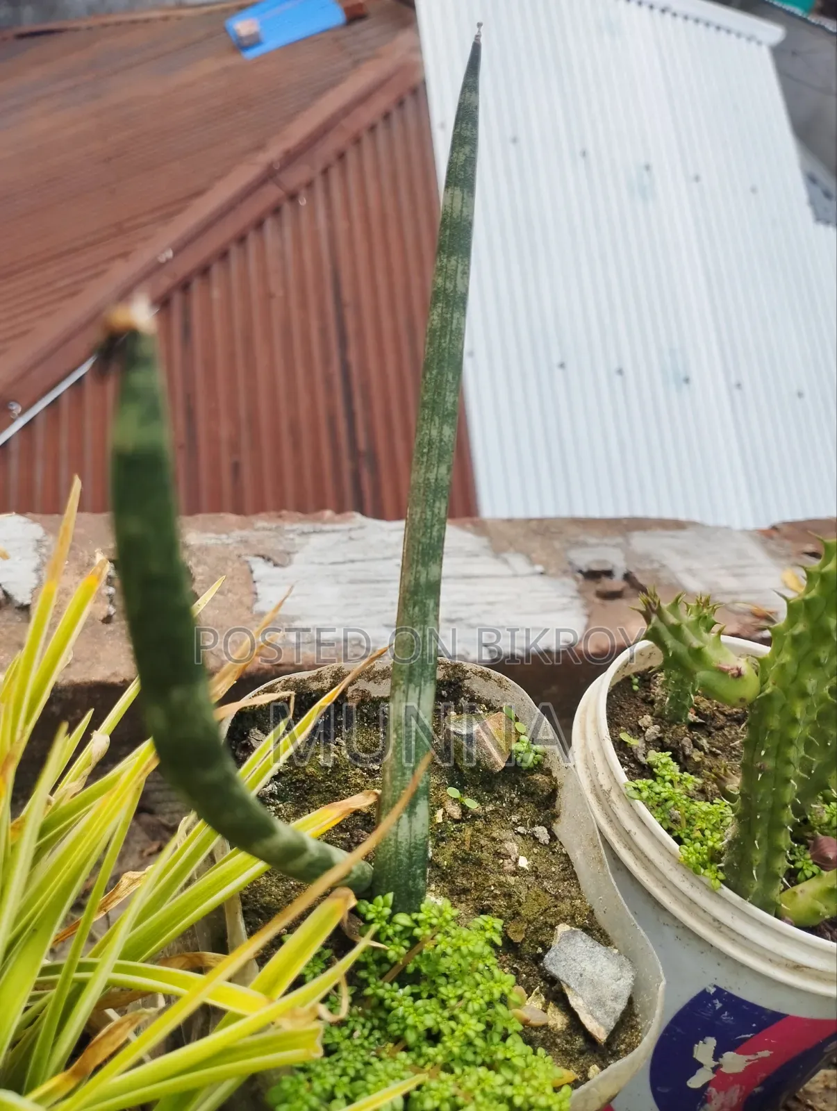 Snake Plant.