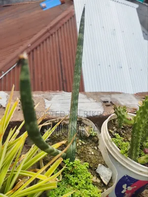 Snake Plant.