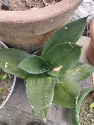 Snake Plant.