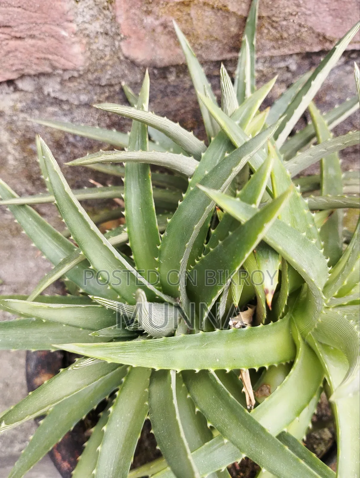 Snake Plant.