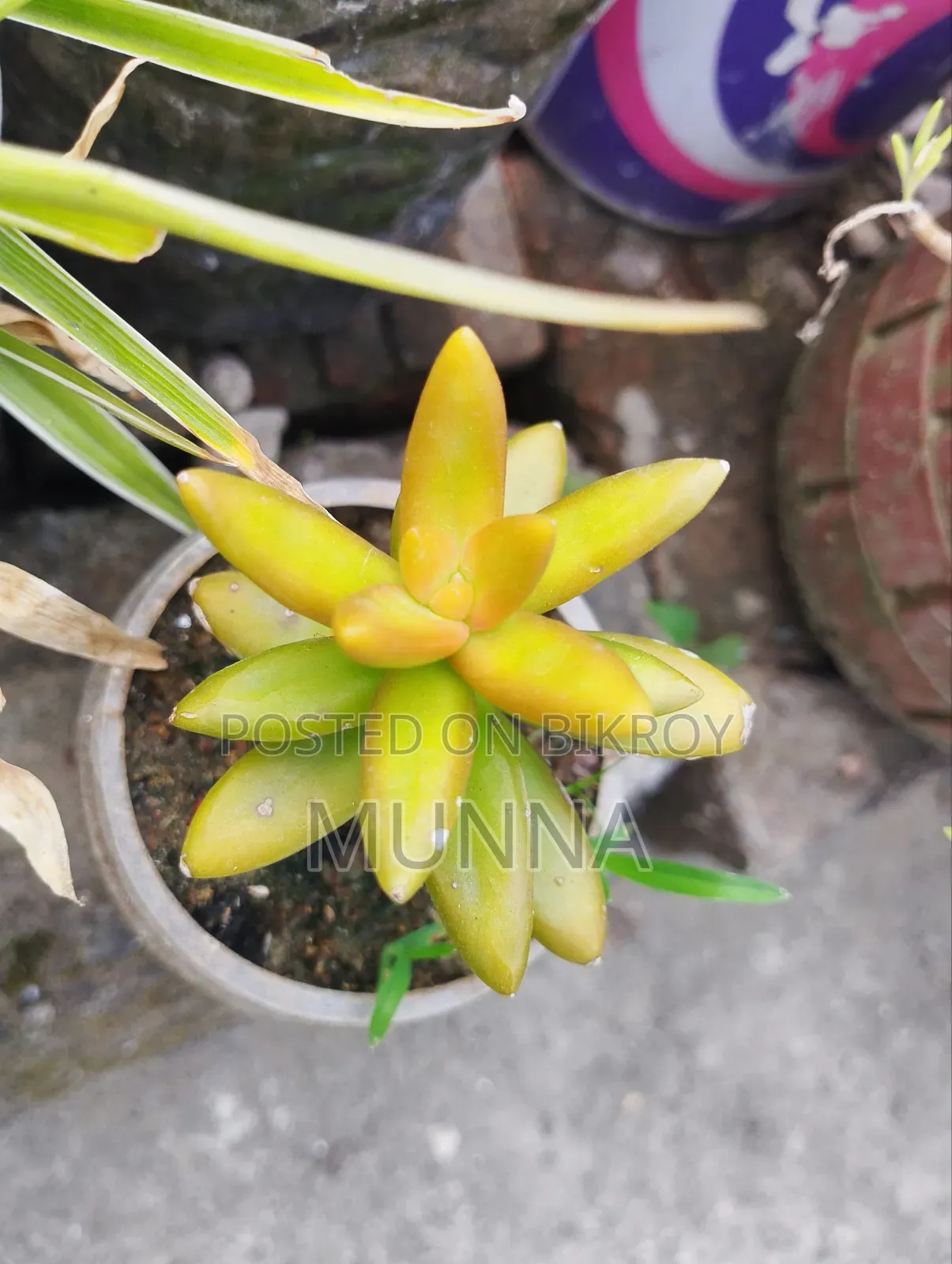Succulent.