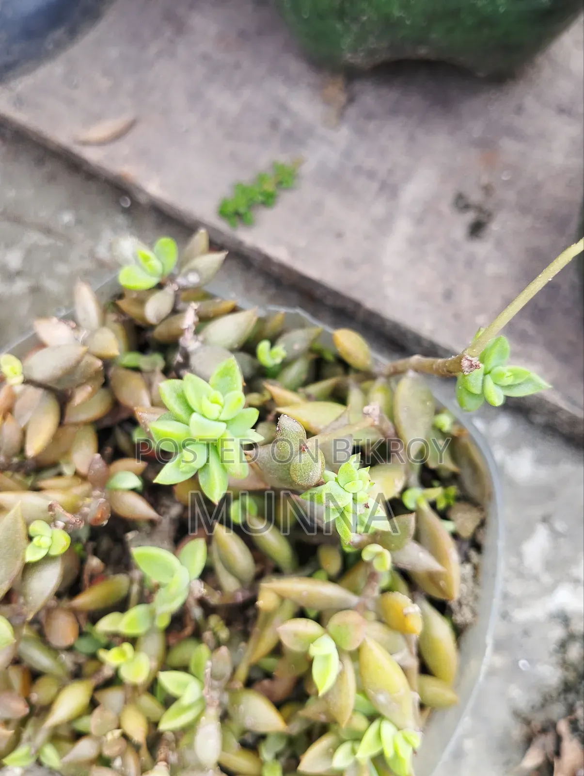 Succulent.