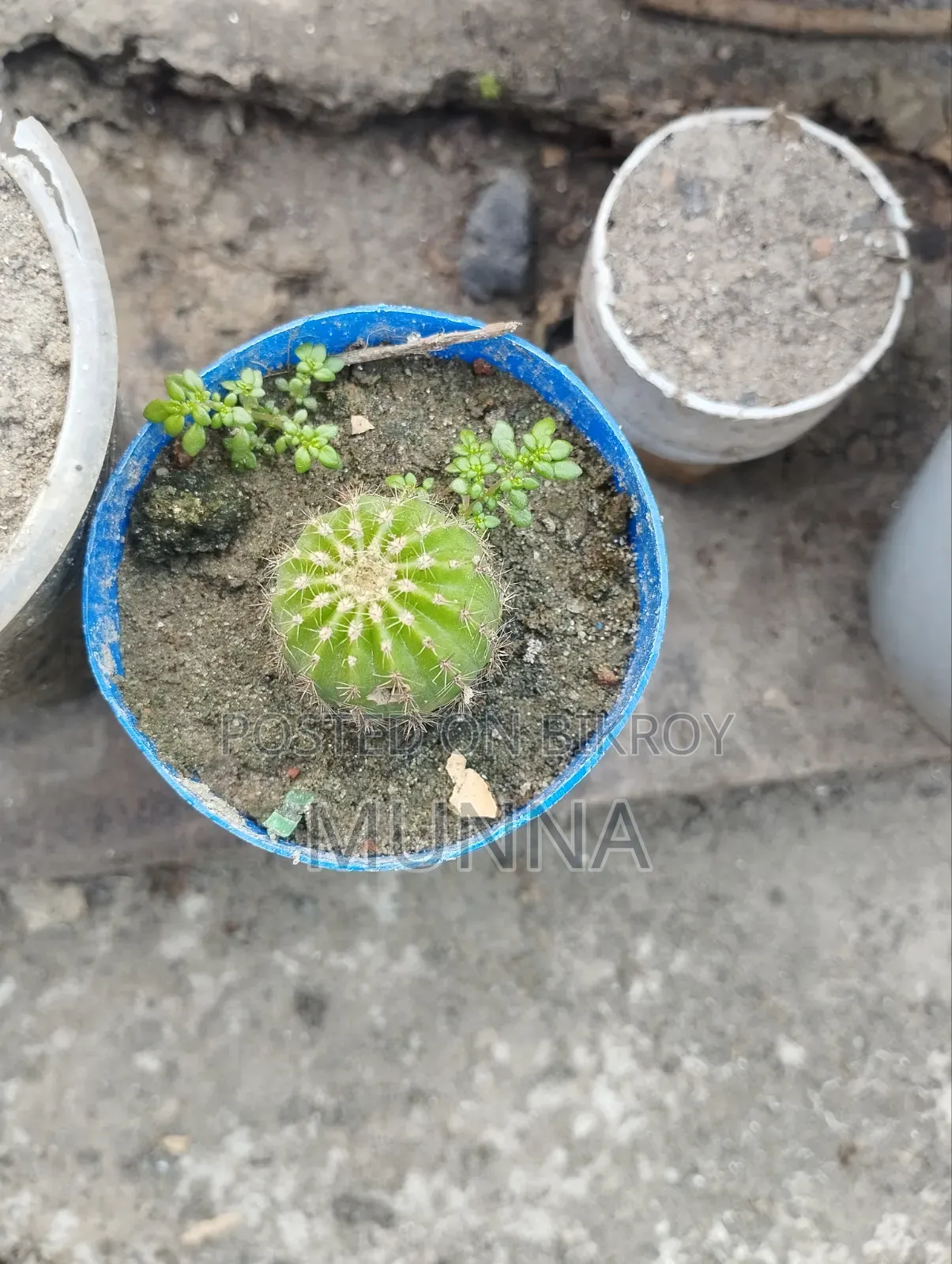 Cactus Plant.
