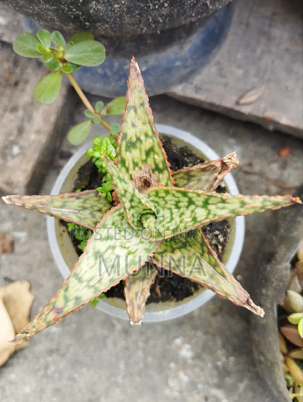 Cactus Plant.