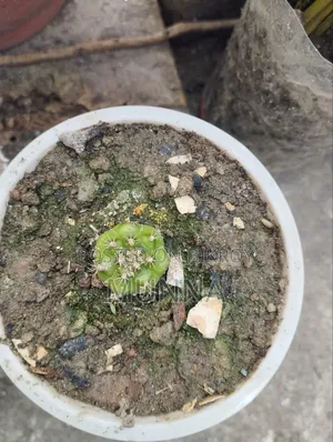 Cactus Plant.