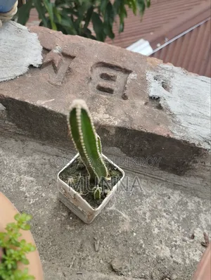 Cactus Plant.