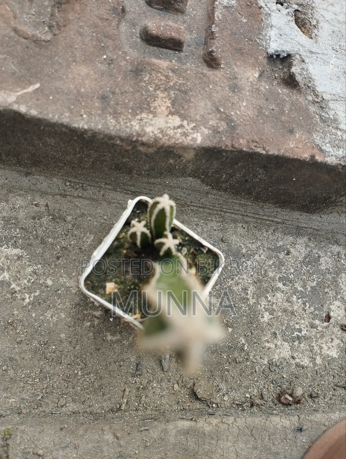 Cactus Plant.