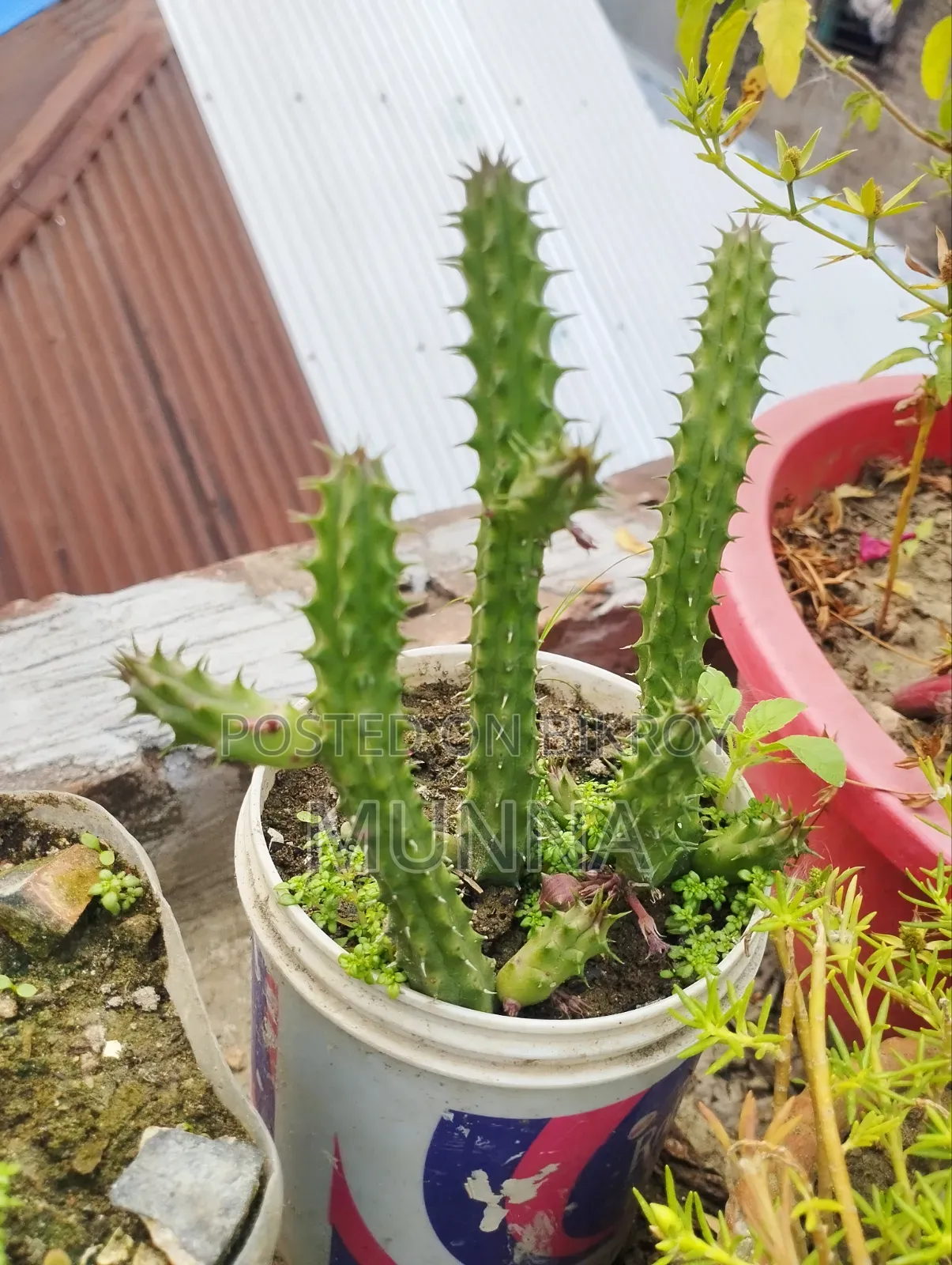 Cactus Plant.