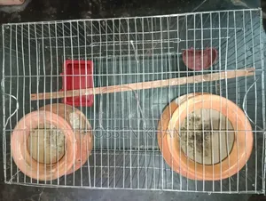 Bird Cage