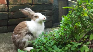 খরগোশ ১ জোড়া | Bunny | Rabbit