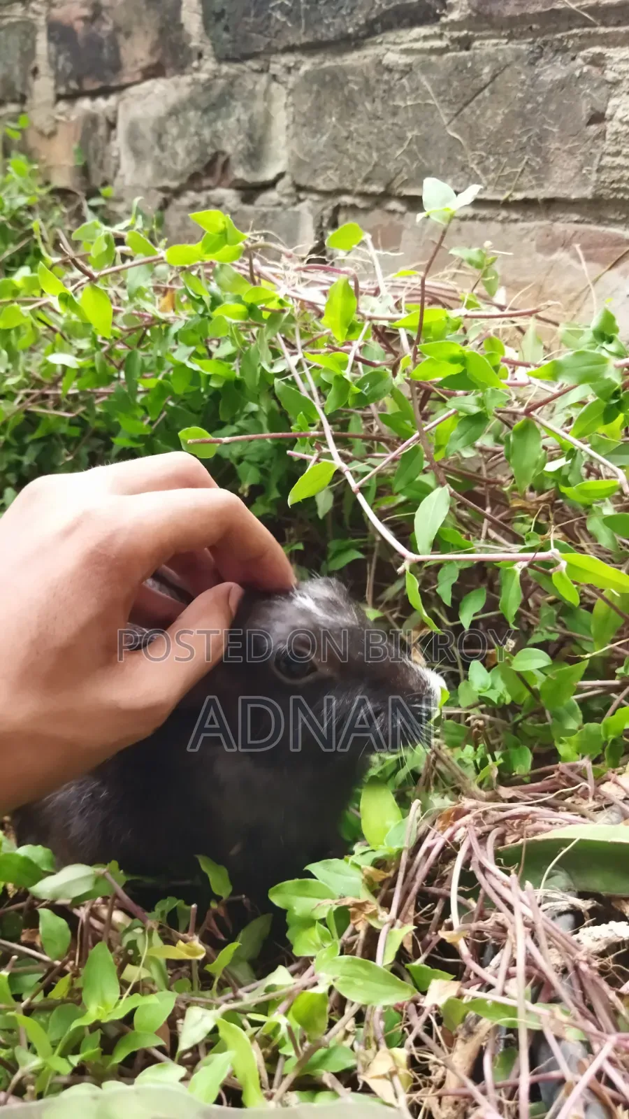 খরগোশ ১ জোড়া | Bunny | Rabbit