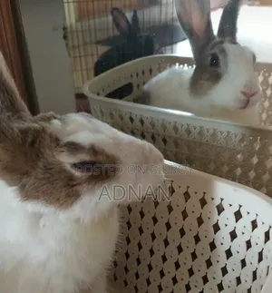 খরগোশ ১ জোড়া | Bunny | Rabbit