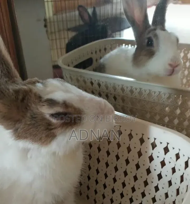 খরগোশ ১ জোড়া | Bunny | Rabbit