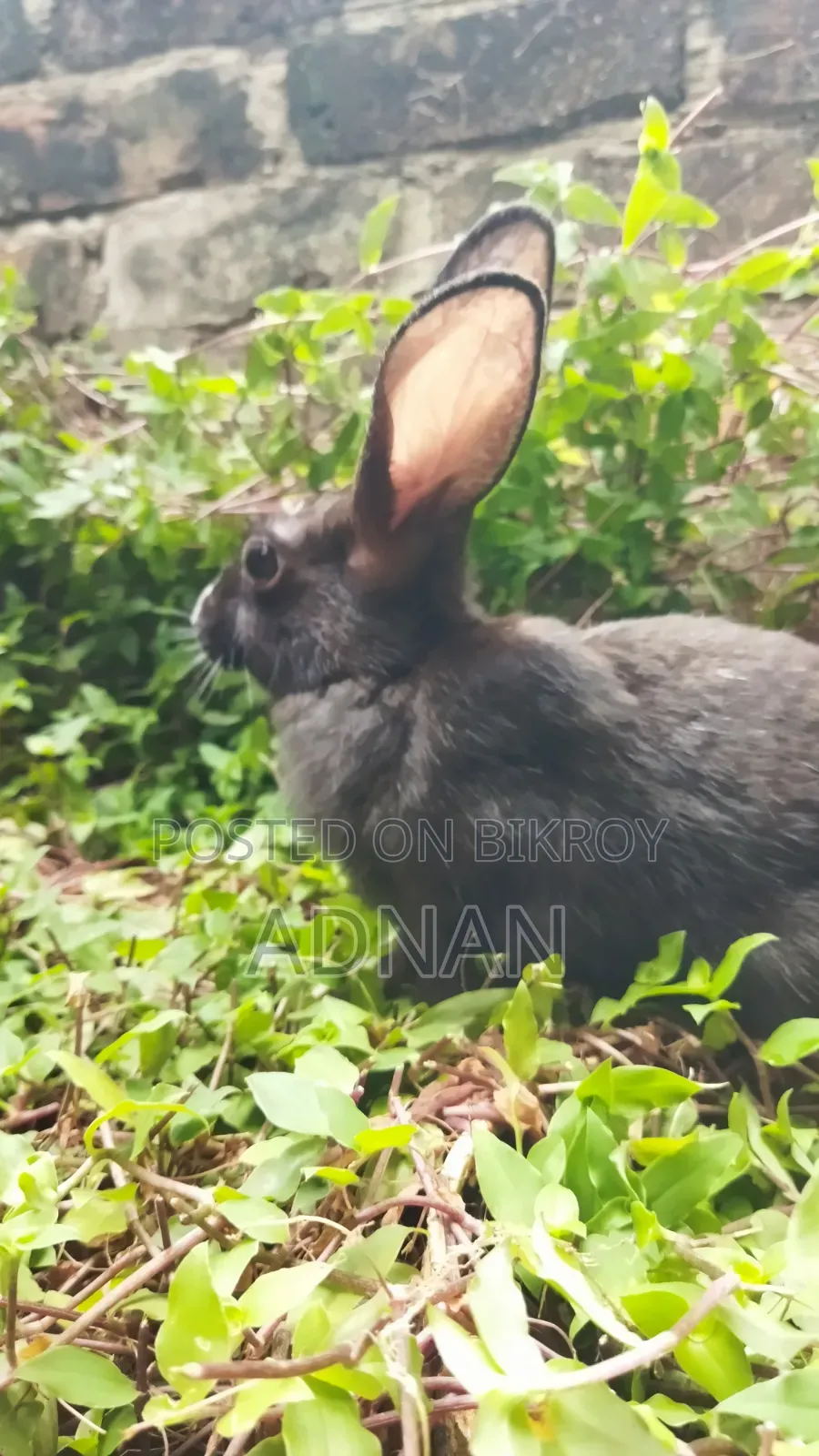 খরগোশ ১ জোড়া | Bunny | Rabbit
