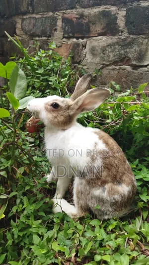 খরগোশ ১ জোড়া | Bunny | Rabbit