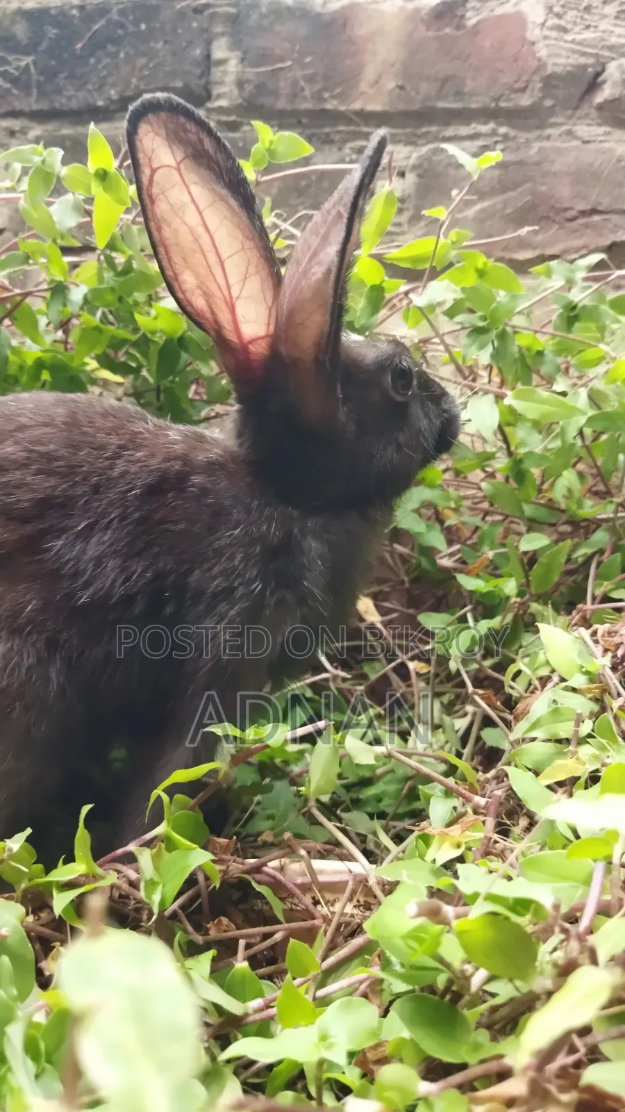 খরগোশ ১ জোড়া | Bunny | Rabbit