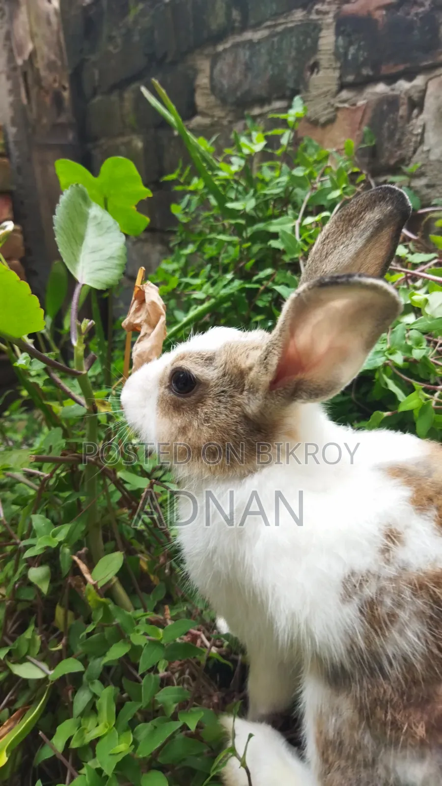 খরগোশ ১ জোড়া | Bunny | Rabbit