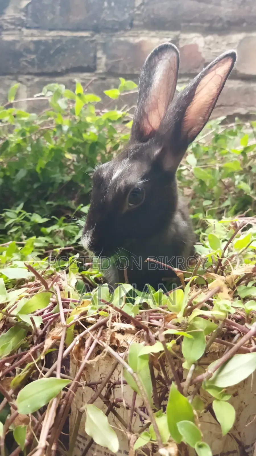 খরগোশ ১ জোড়া | Bunny | Rabbit