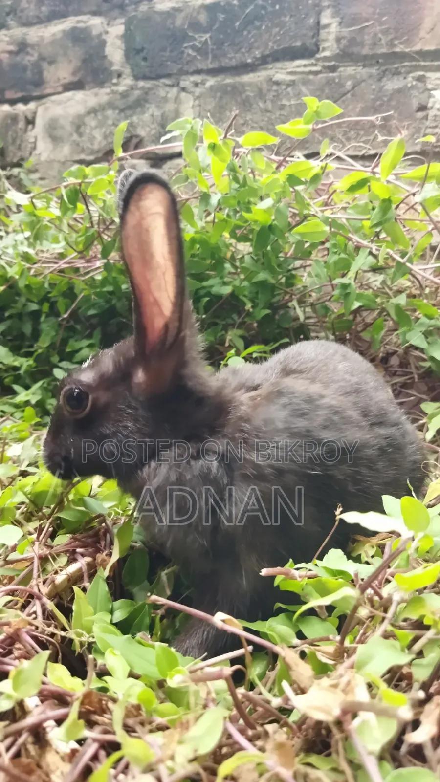 খরগোশ ১ জোড়া | Bunny | Rabbit