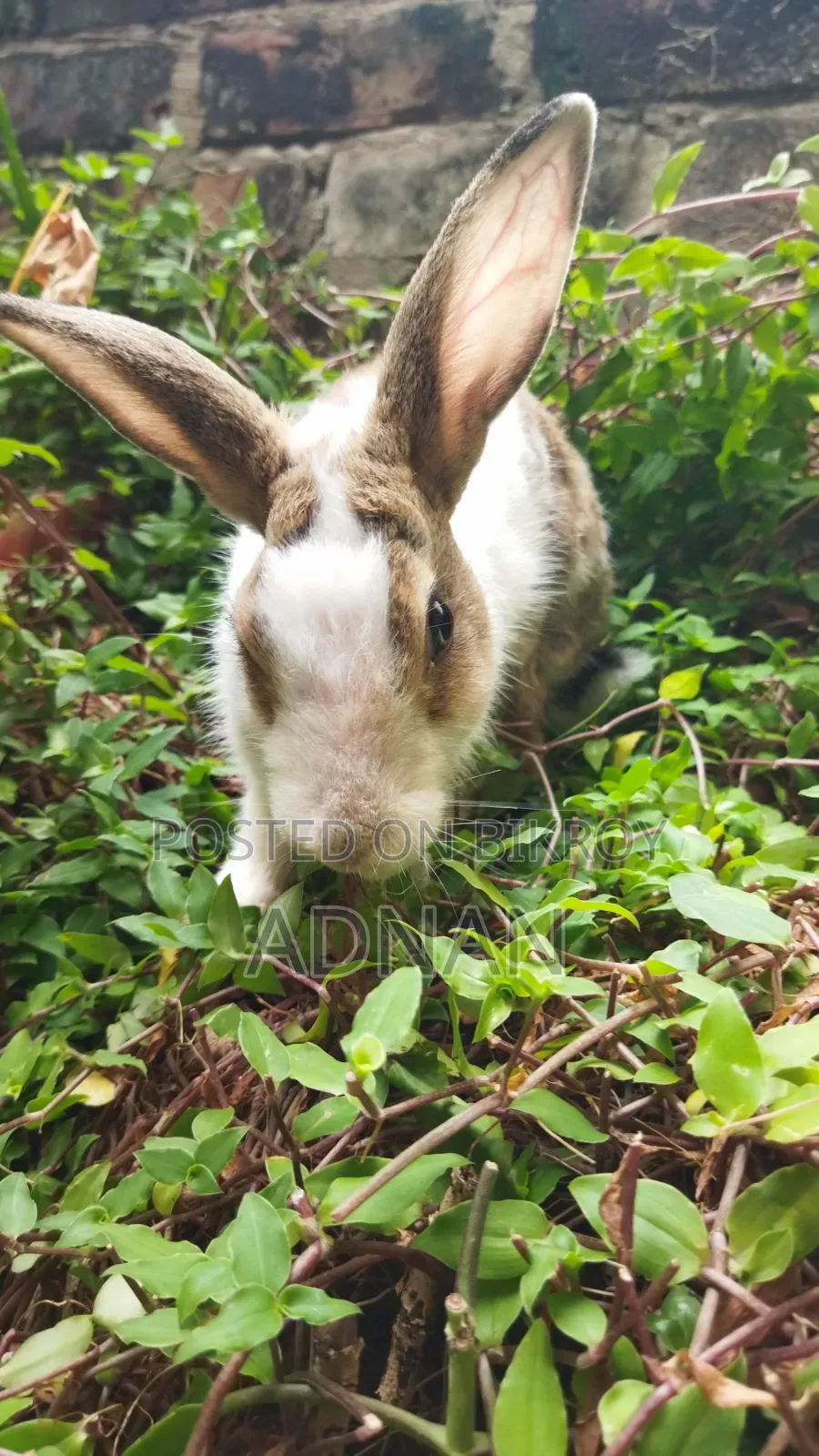 খরগোশ ১ জোড়া | Bunny | Rabbit