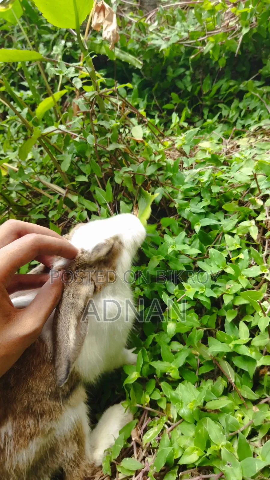 খরগোশ ১ জোড়া | Bunny | Rabbit