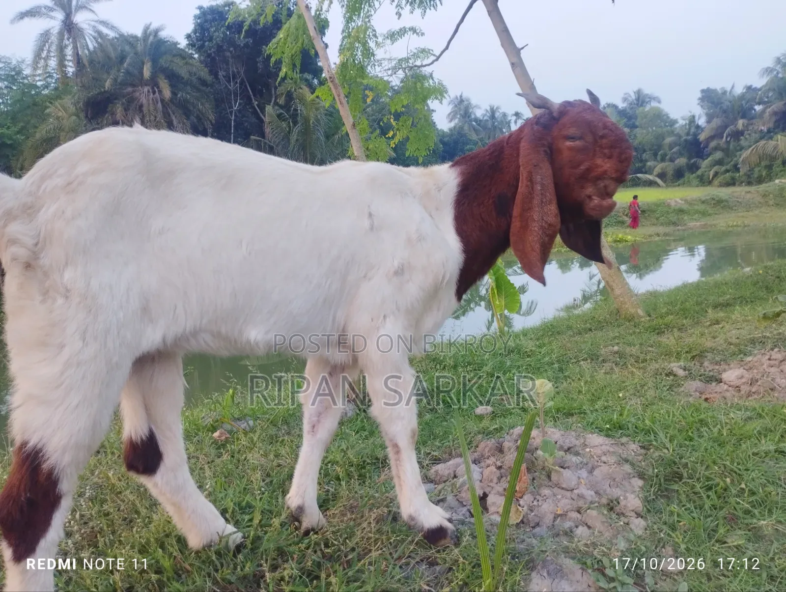 একটি তোতাপুরি মাদি ছাগল বিক্রি করব।