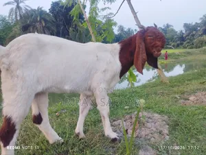 একটি তোতাপুরি মাদি ছাগল বিক্রি করব।