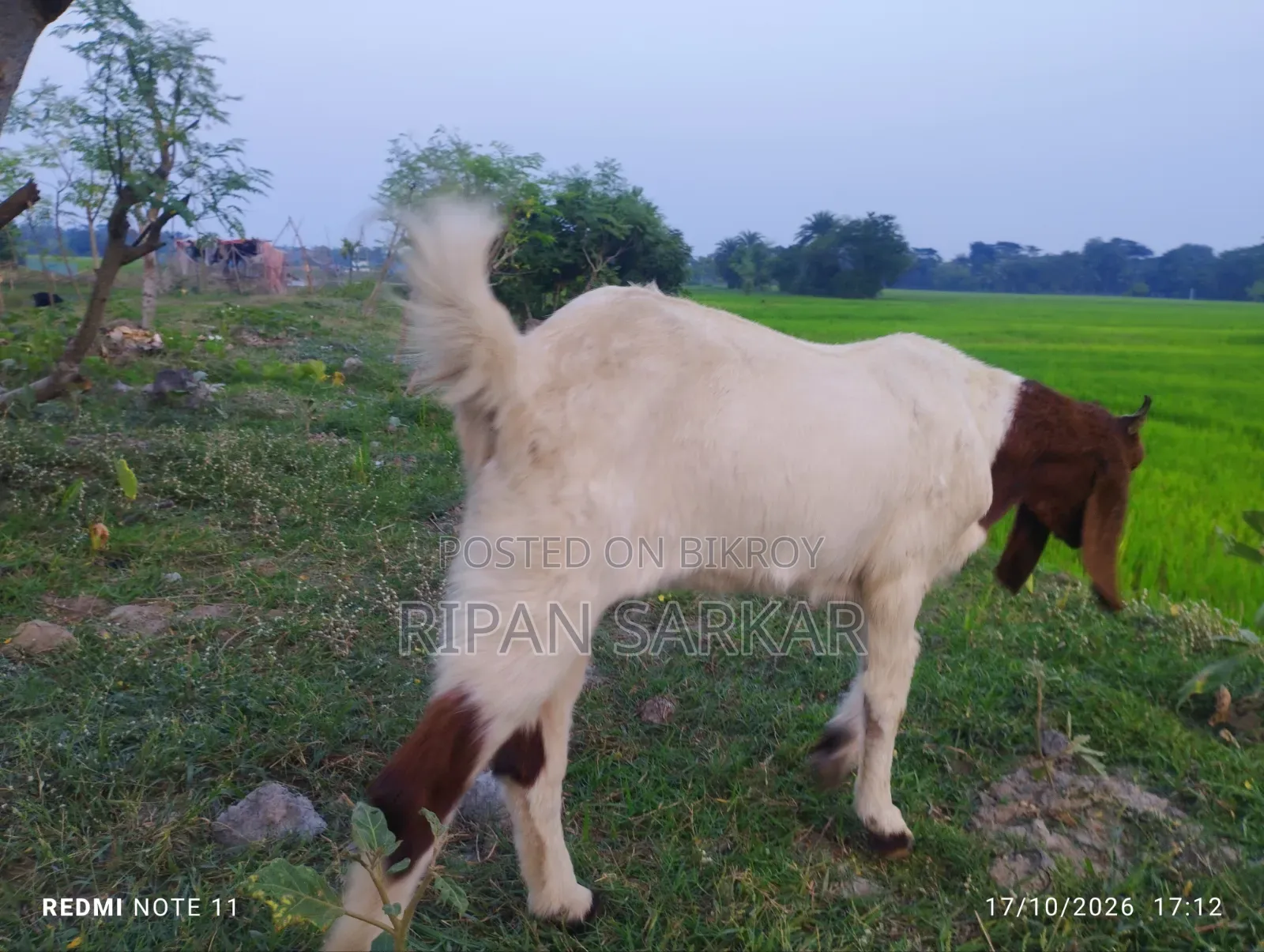 একটি তোতাপুরি মাদি ছাগল বিক্রি করব।