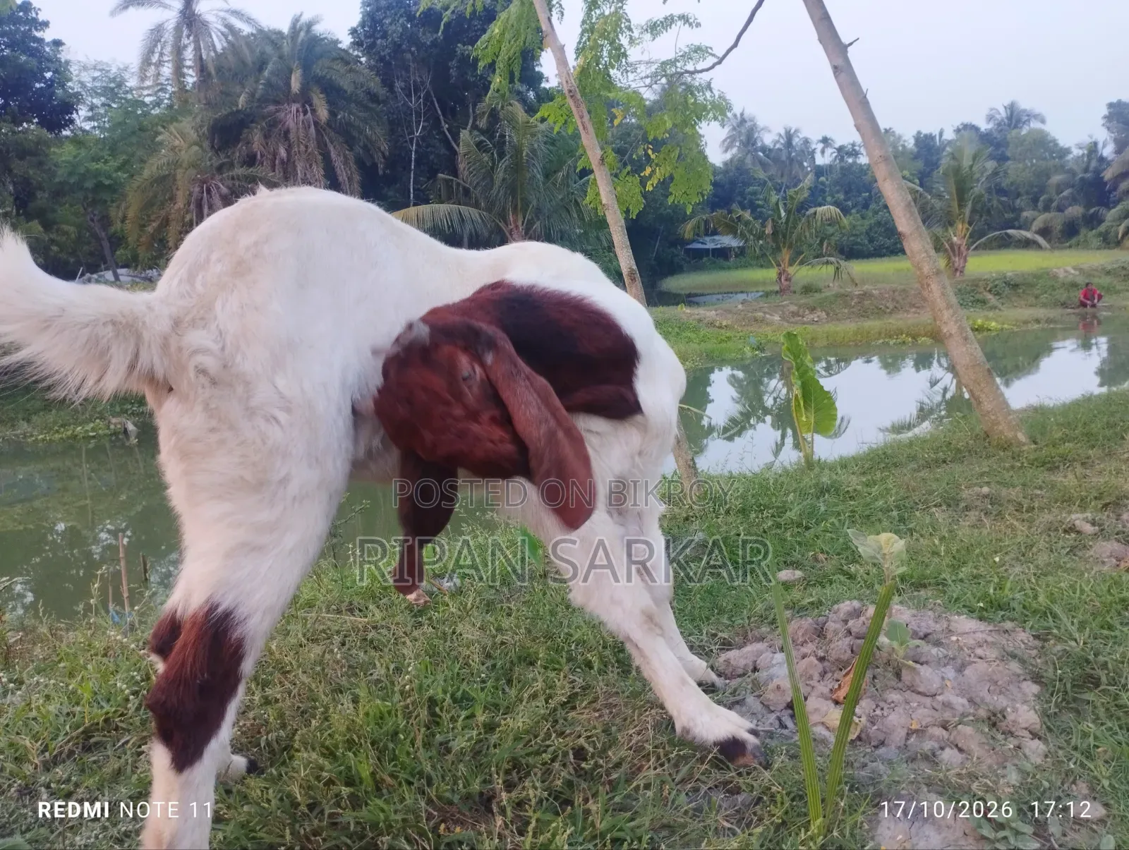 একটি তোতাপুরি মাদি ছাগল বিক্রি করব।