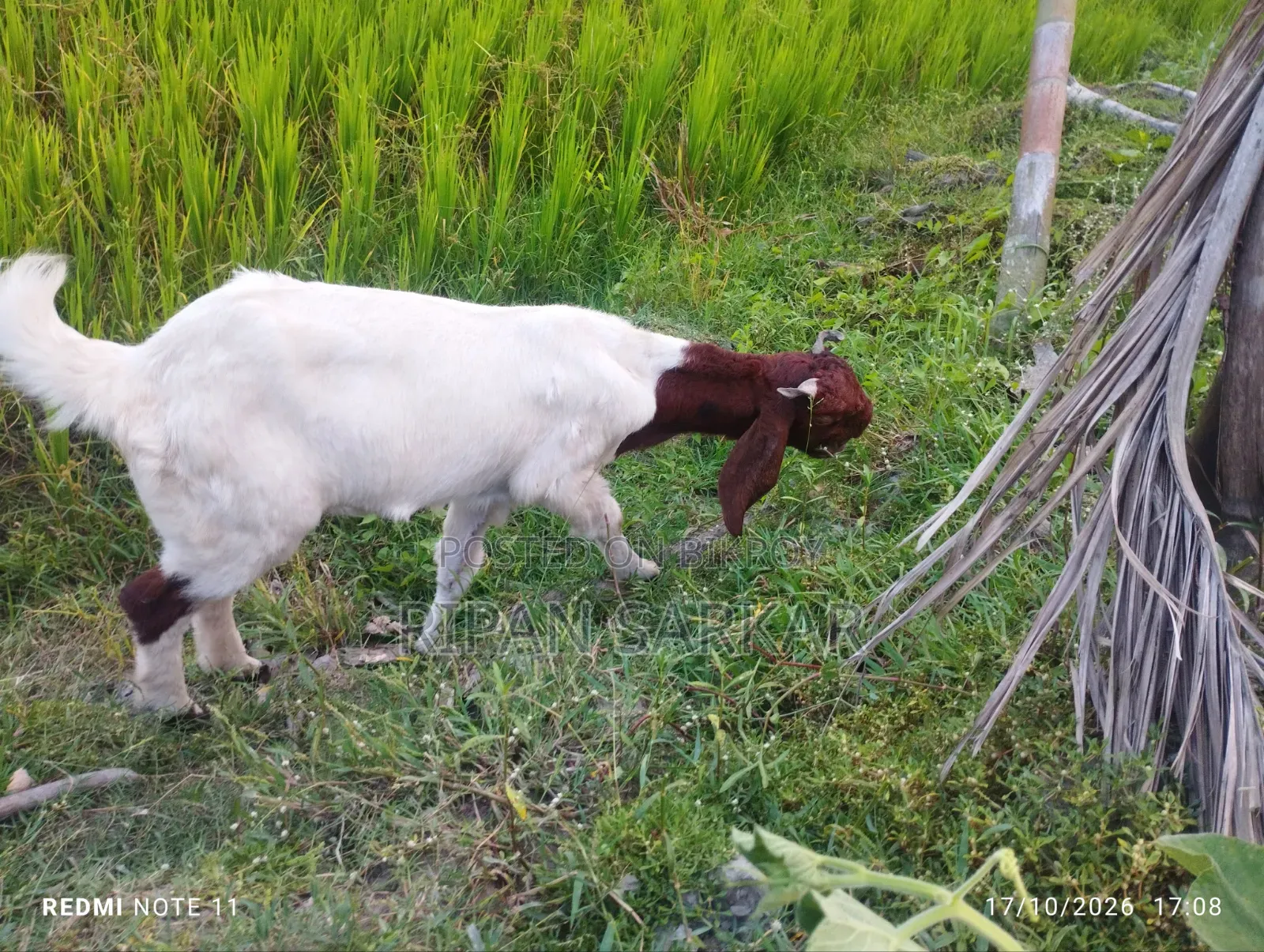 একটি তোতাপুরি মাদি ছাগল বিক্রি করব।
