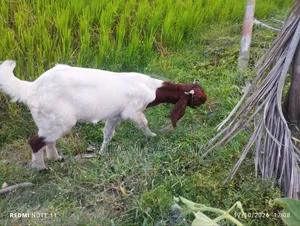 একটি তোতাপুরি মাদি ছাগল বিক্রি করব।