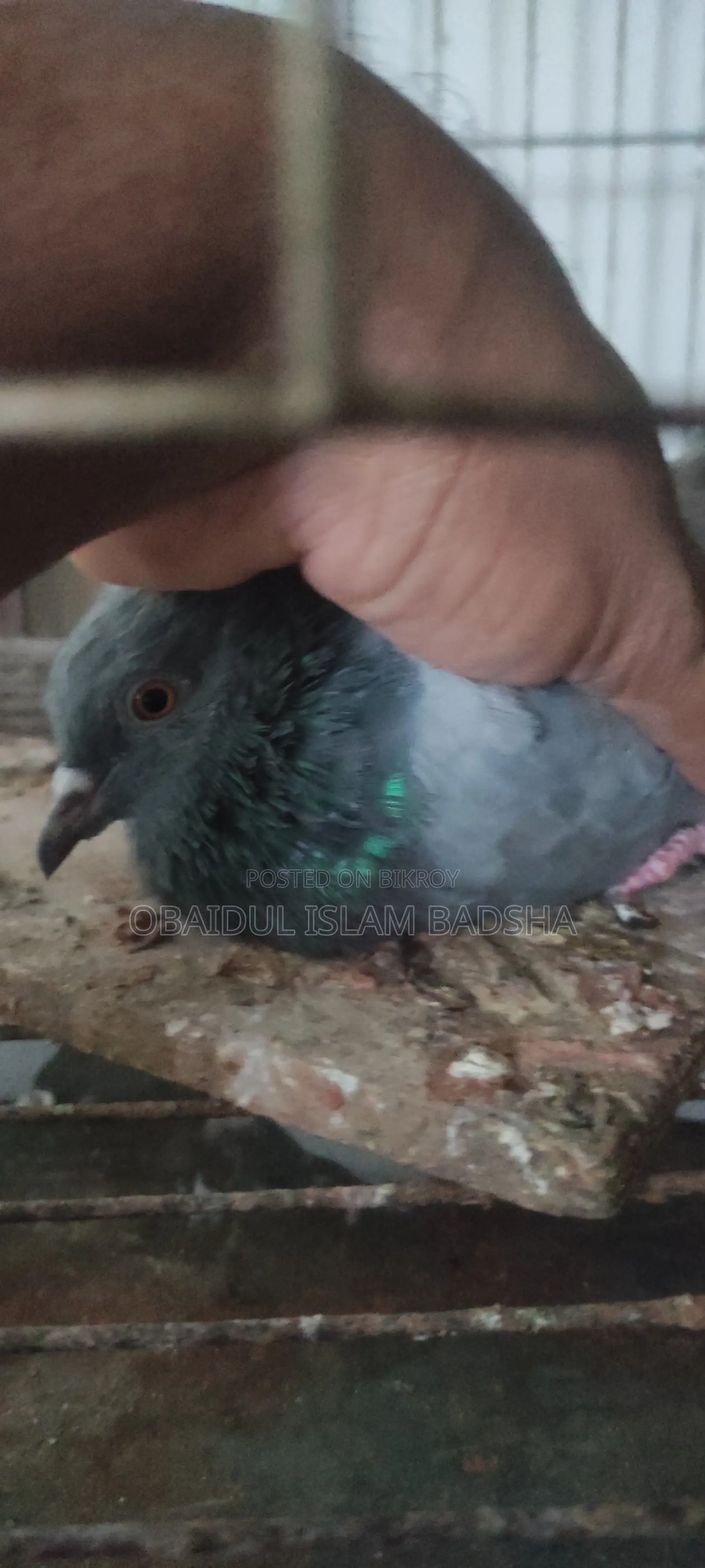 বুনো জালালি সবজি নর