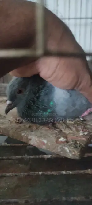 Wild Jalali Pigeon Male
