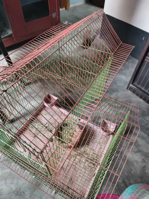 Bird Cage