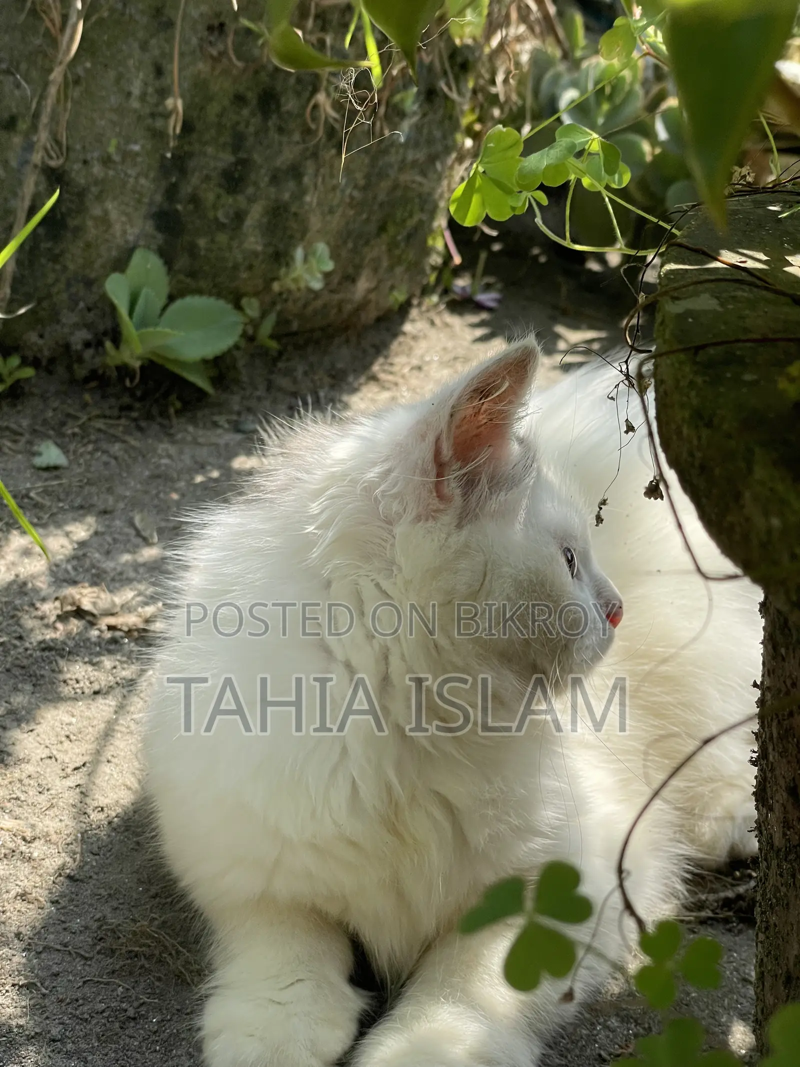১-৩ মাস বয়সী পুরুষ খাঁটি পার্সিয়ান বিড়াল