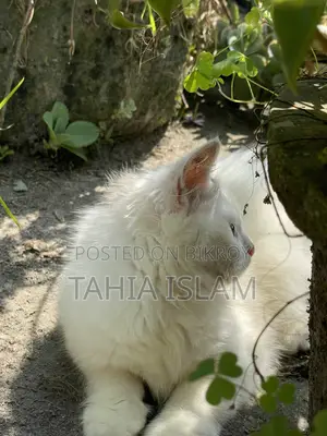 ১-৩ মাস বয়সী পুরুষ খাঁটি পার্সিয়ান বিড়াল