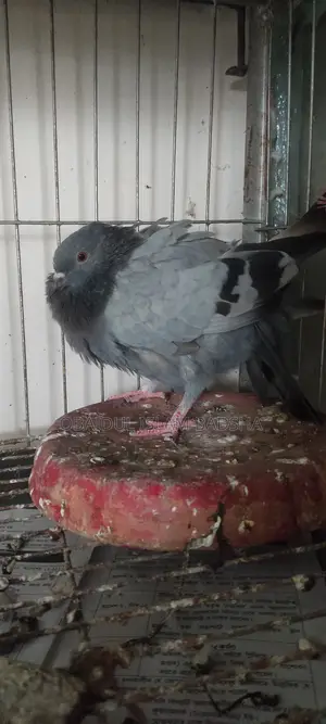 বুনো জালালি সবজি নর