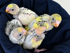 Tame Size Budgerigar Bird