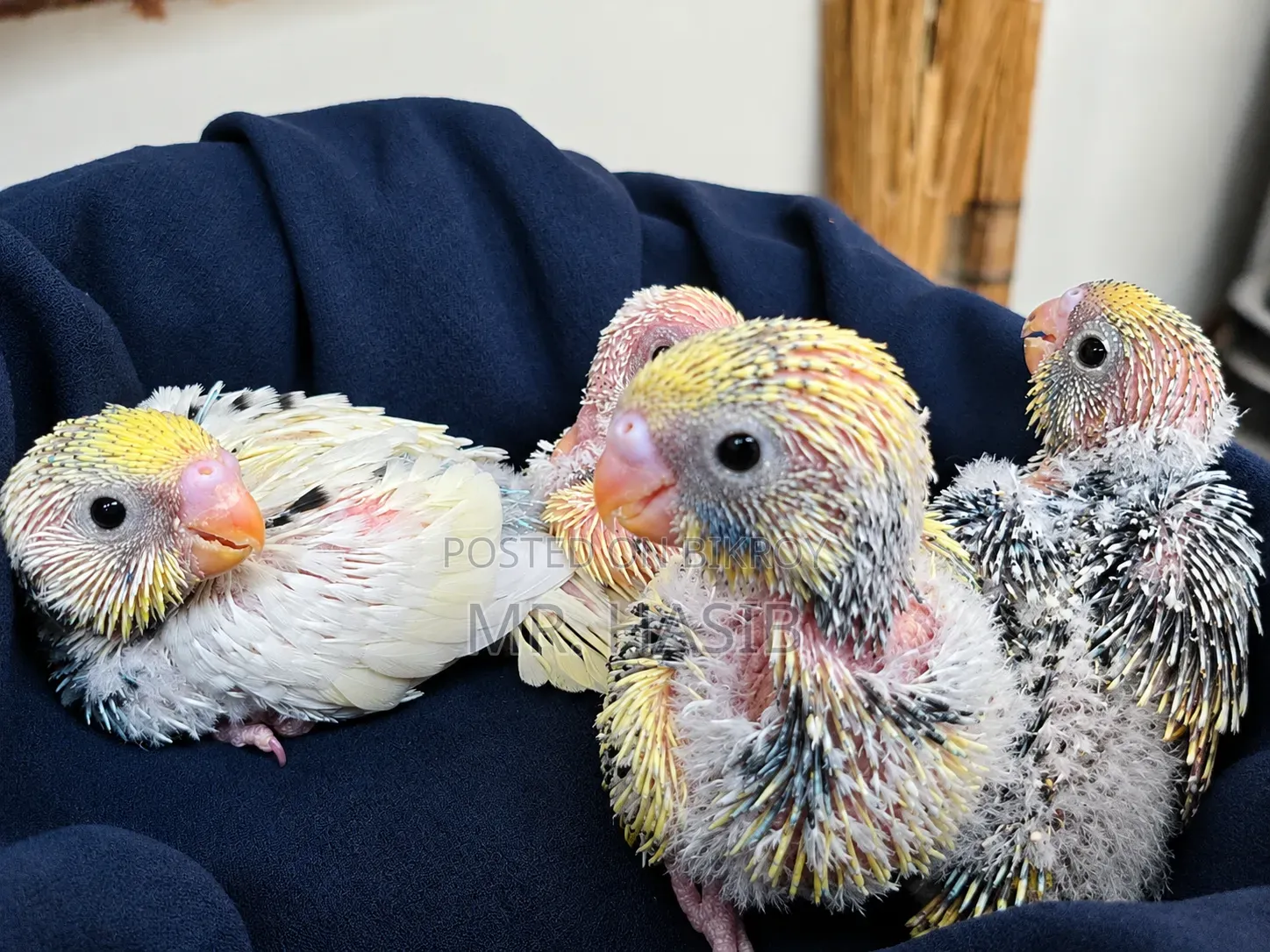 Tame Size Budgerigar Bird