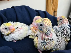 Tame Size Budgerigar Bird